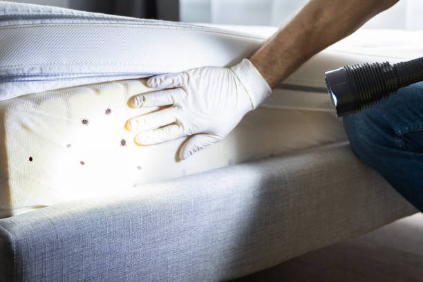 Best Wasp Removal Services  in Griffin, GA